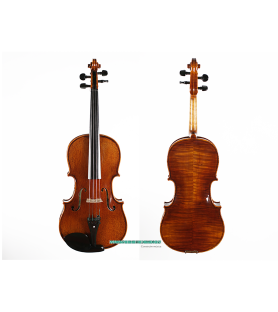 Viola TY Laurea